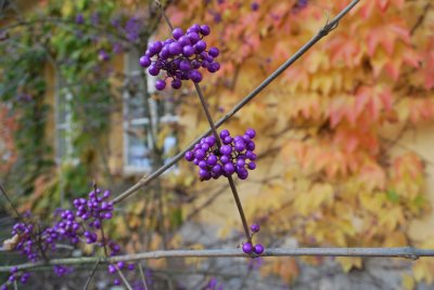 Calicarpa japonica - krásnoplodka japonská - podzimní větévka s plody